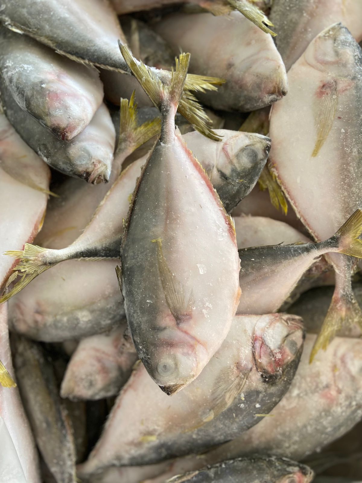 PEIXE PALOMBETA INT 6/8 CX/15KG