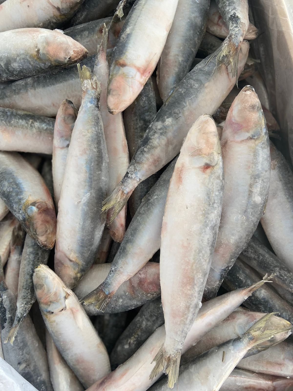 PEIXE SARDINHA INT LAGOPESCA8/10 CX/15KG