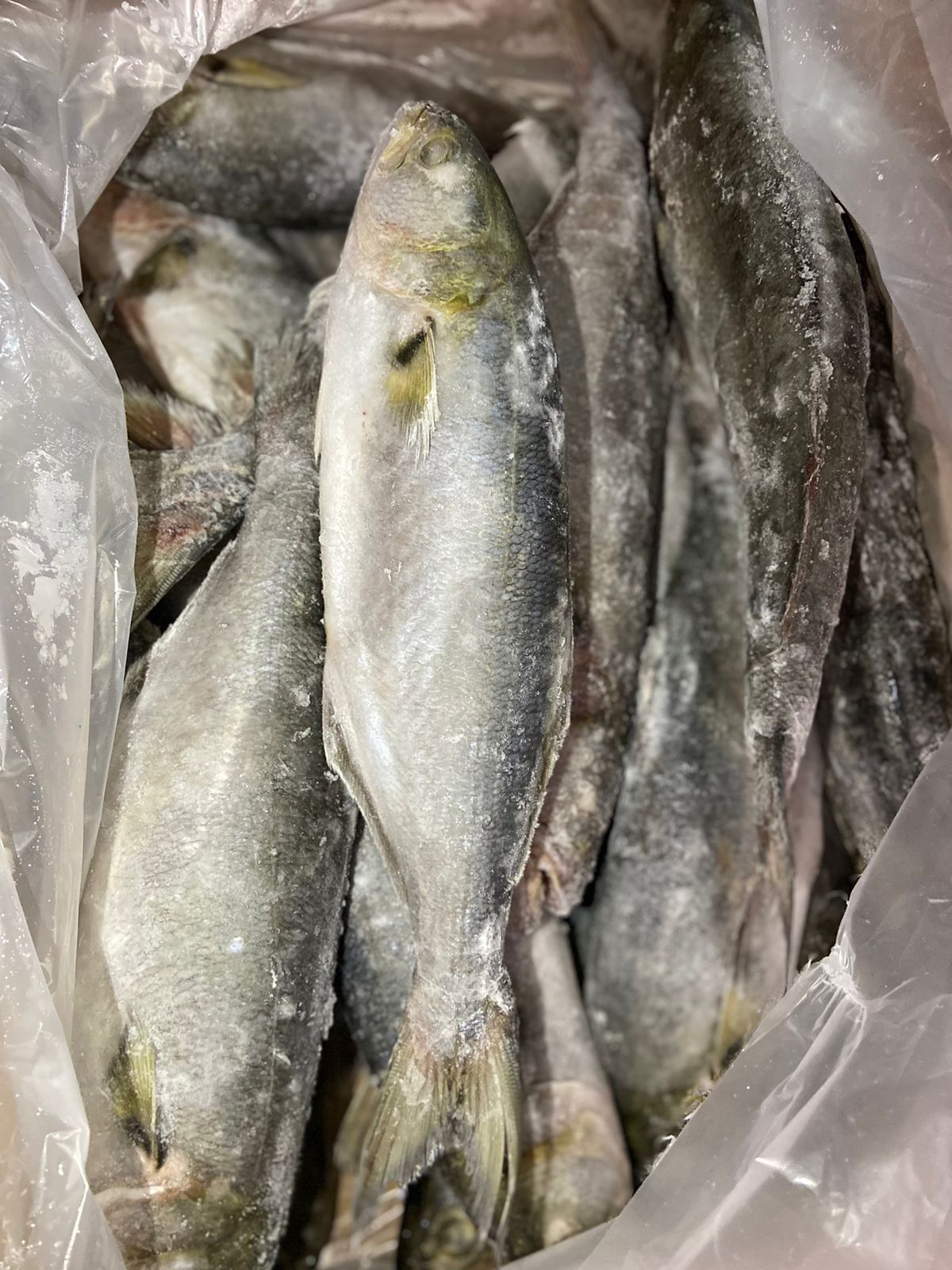 PEIXE ANCHOVA INT 1KG AQUAPESCA CX/15