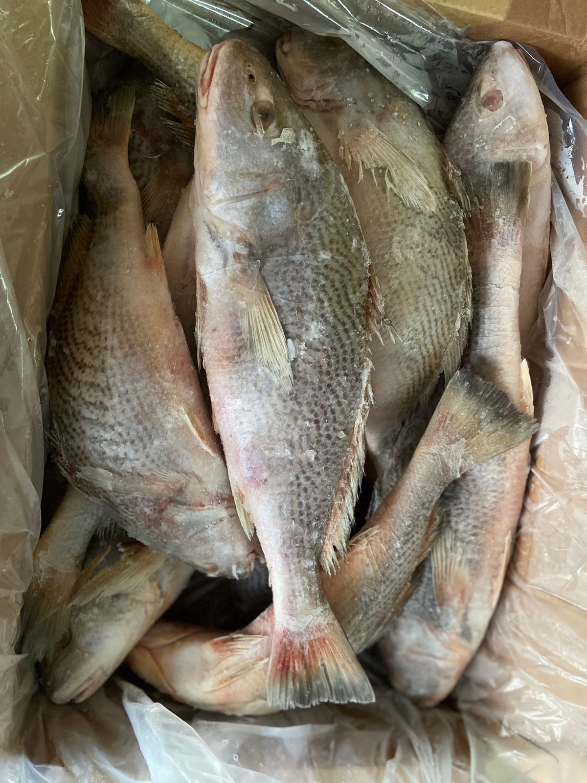 PEIXE CORVINA INT 1/2KG AQUAPESCA CX/15