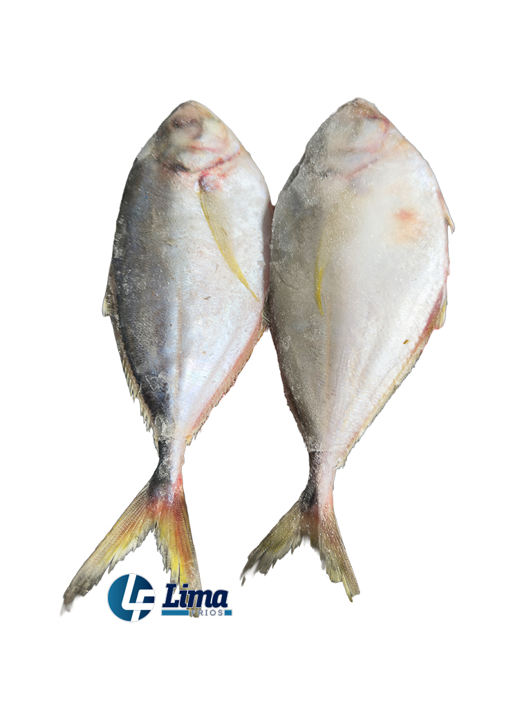 PEIXE PALOMBETA INT 6/8LAGOPESCA CX/15KG