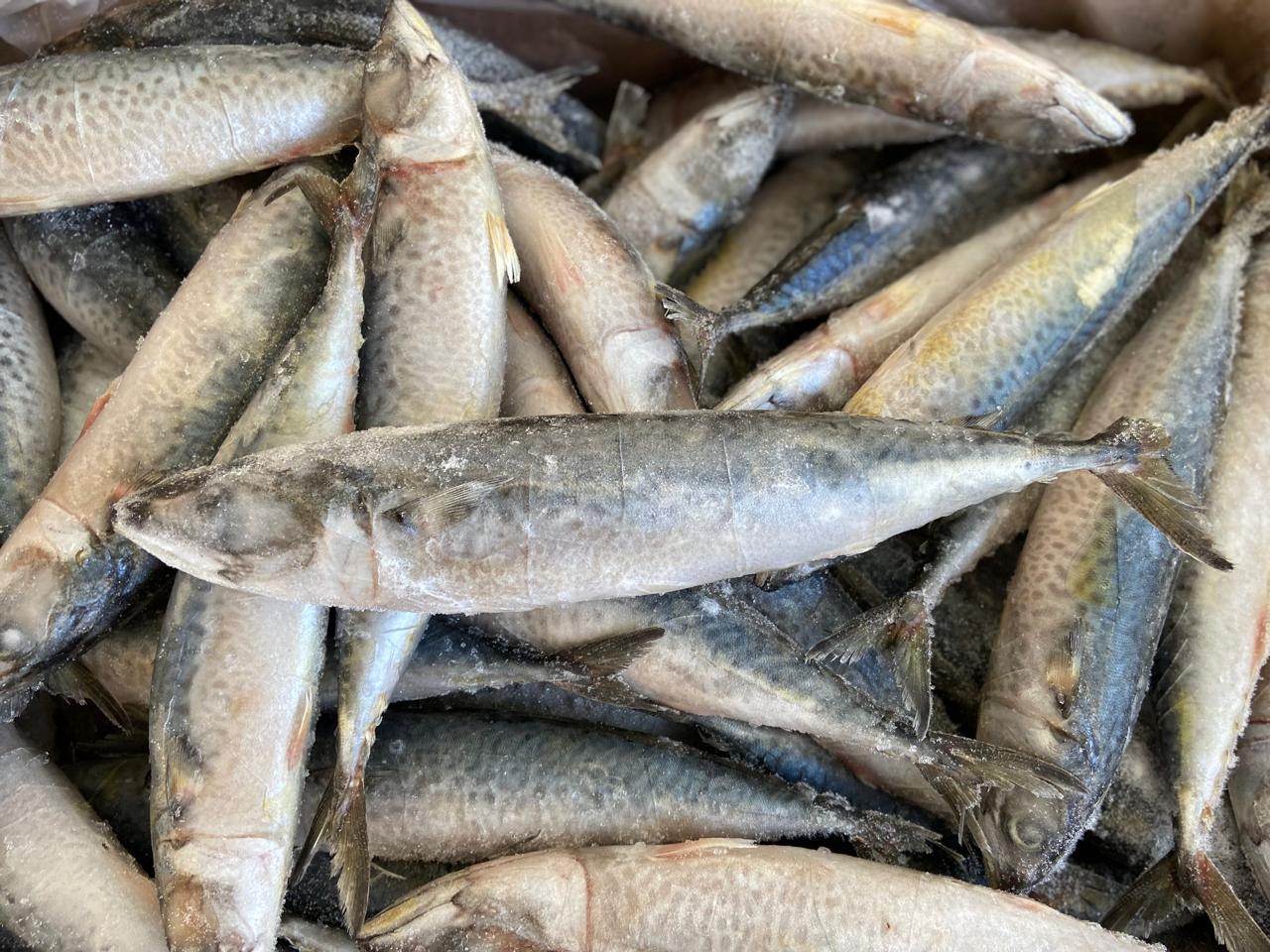 PEIXE CAVALINHA INT2/4 LAGOPESCA CX/15KG