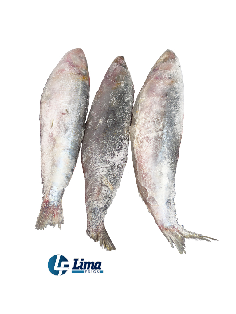 PEIXE ANCHOVA INT 500UP LAGOPESCA CX15K