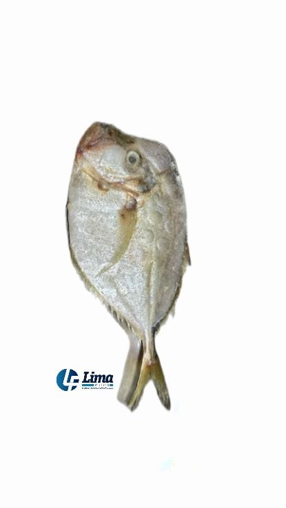 PEIXE GALO INT 3P AQUAPESCA CX/15KG
