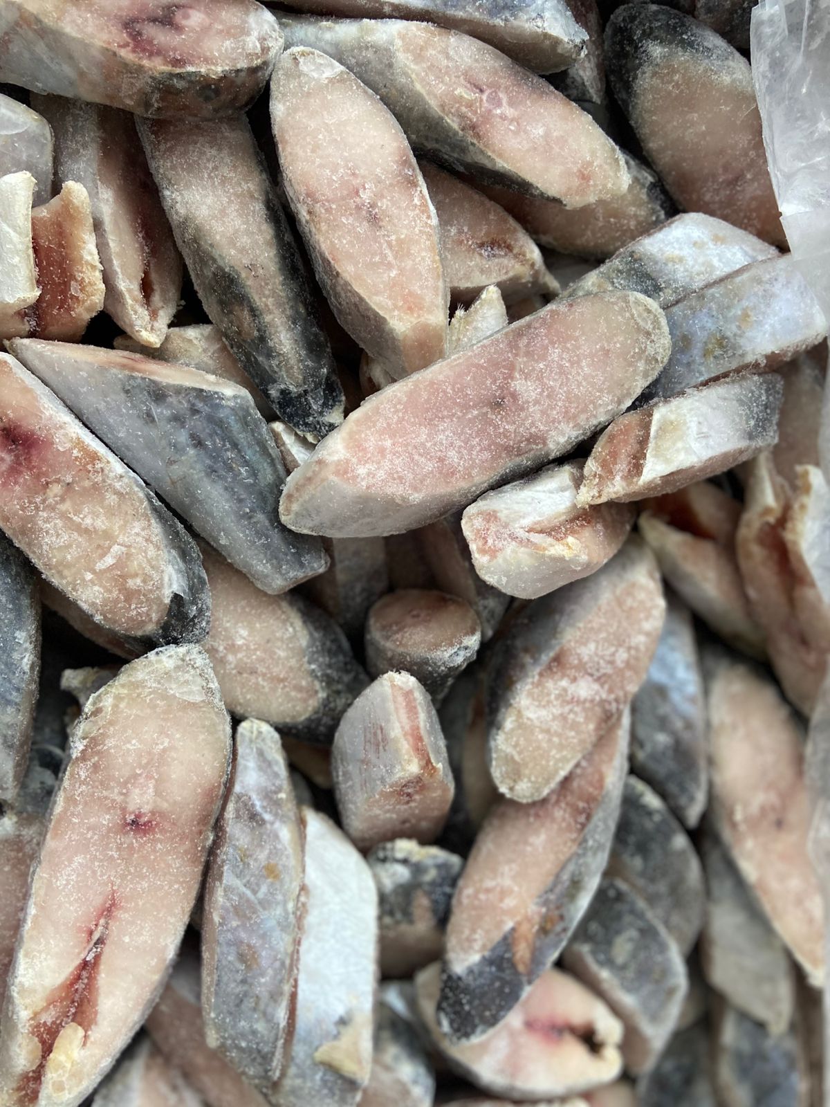 PEIXE CAVALA POSTA FORTFISH CX/14KG