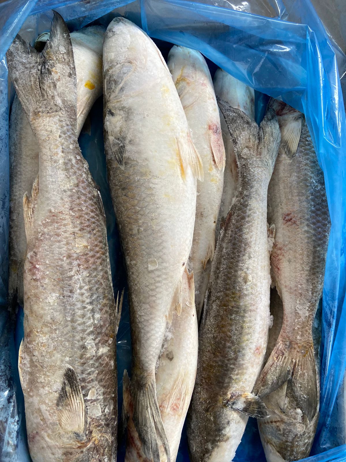 PEIXE TAINHA INT 600UP FORTFISH CX/20KG