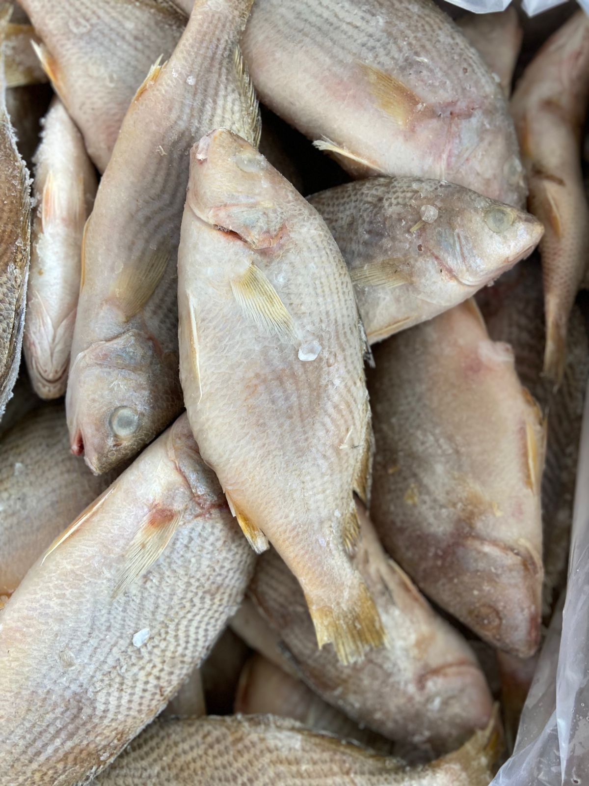 PEIXE CASTANHA INT 2/3 LAGOPESCA CX/15KG