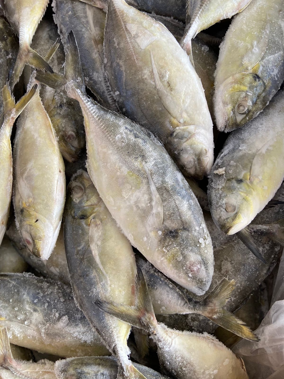 PEIXE XERELETE INT 2/3 AQUAPESCA CX/15KG
