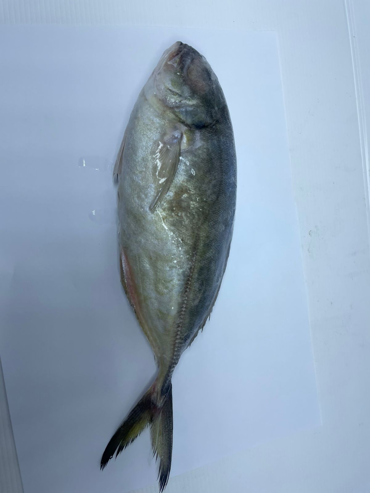 PEIXE XERELETE INT 3/4 AQUAPESCA CX/15KG