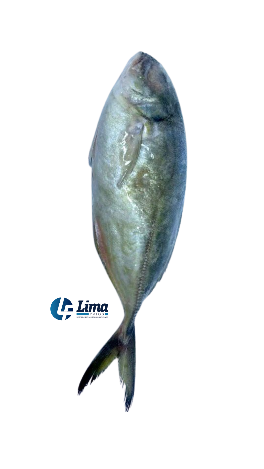 PEIXE XERELETE INT 3/4 AQUAPESCA CX/15KG