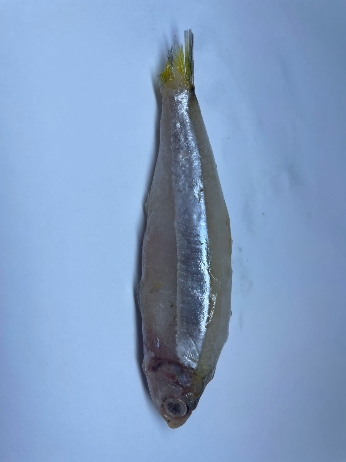 PEIXE MANJUBA INT AQUAPESCA CX/15KG