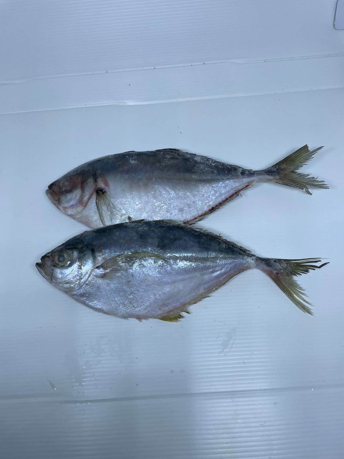 PEIXE PALOMBETA INT 5/7 LAGOPESCA CX15KG