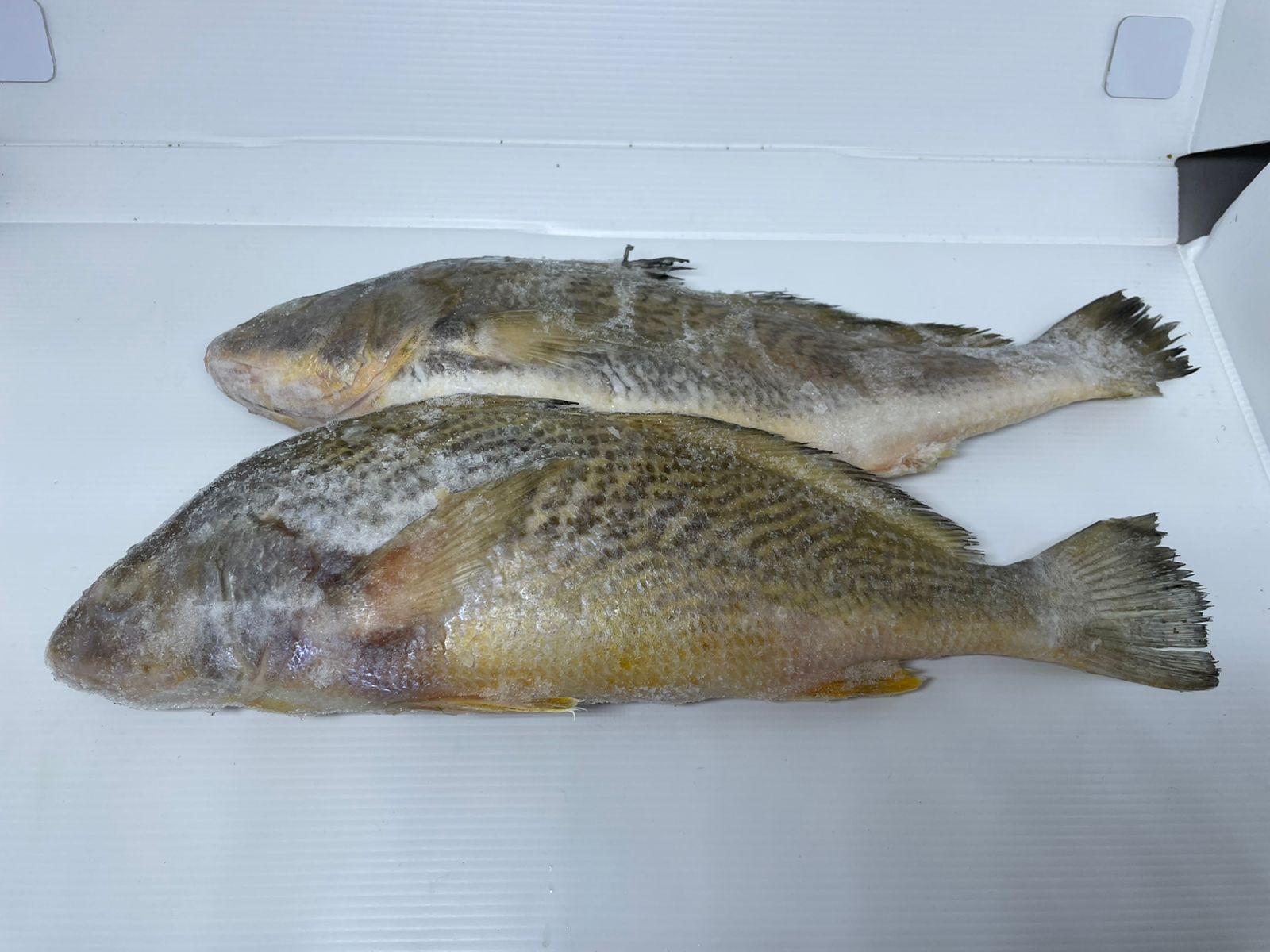 PEIXE PESCADA EVISC 5/7 LAGOPESCA CX15KG