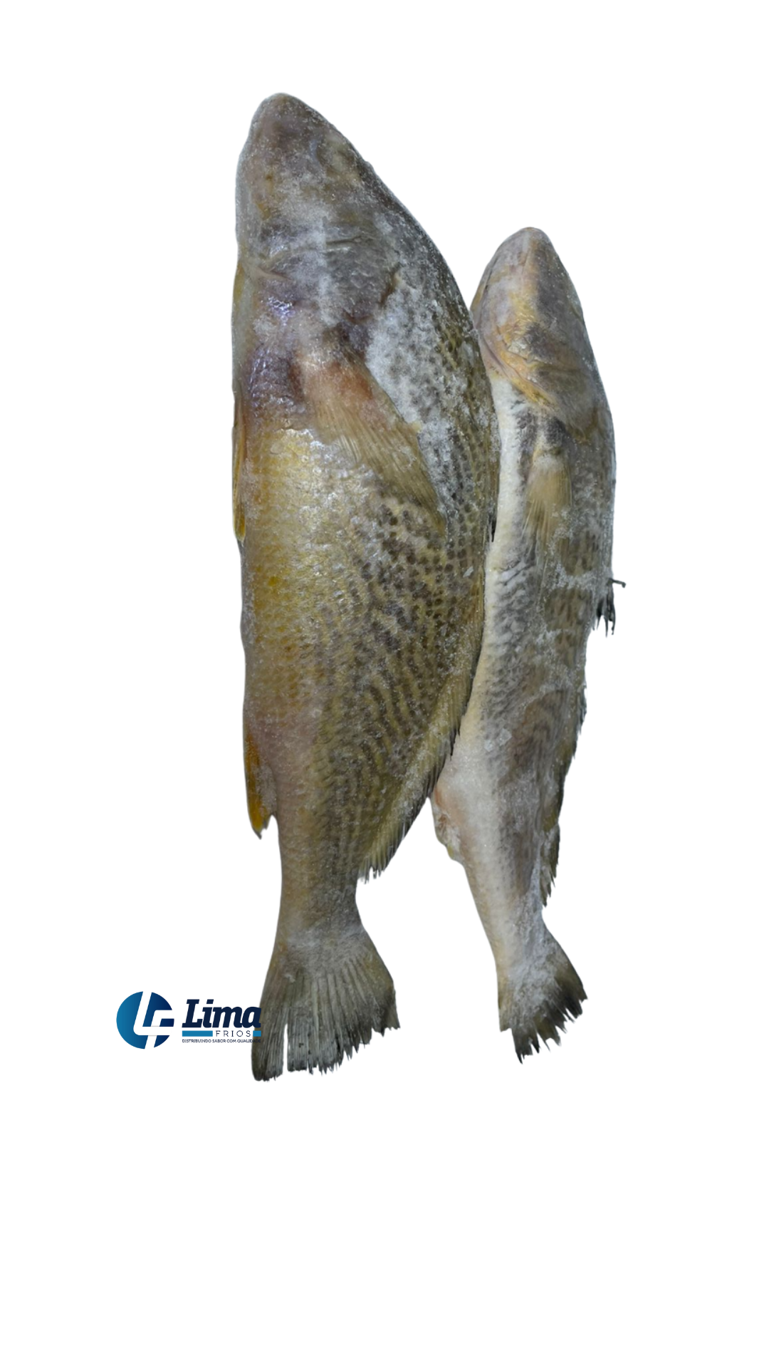 PEIXE PESCADA EVISC 5/7 LAGOPESCA CX15KG