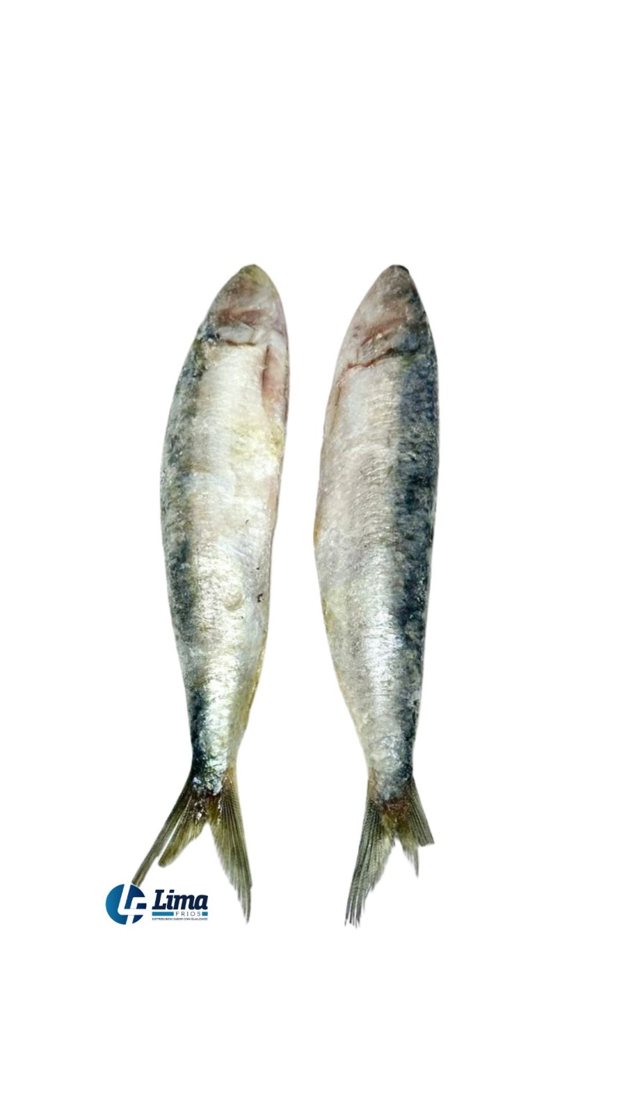 PEIXE SARDINHA INT 8/10 AQUAPESCA CX15