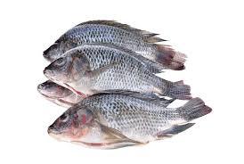 PEIXE TILAPIA EVISC MARENOSTRA CX/10KG