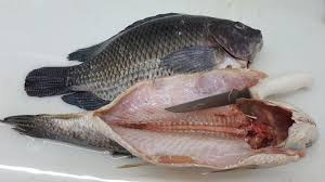 PEIXE TILAPIA EVISC C/CABEÇA CX/15KG
